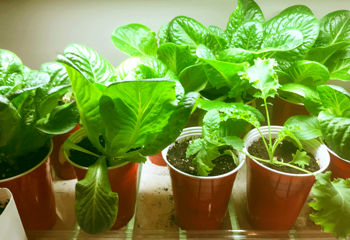 A tray of small romaine lettuce plants growing in red plastic cups under the glow of indoor grow lights.