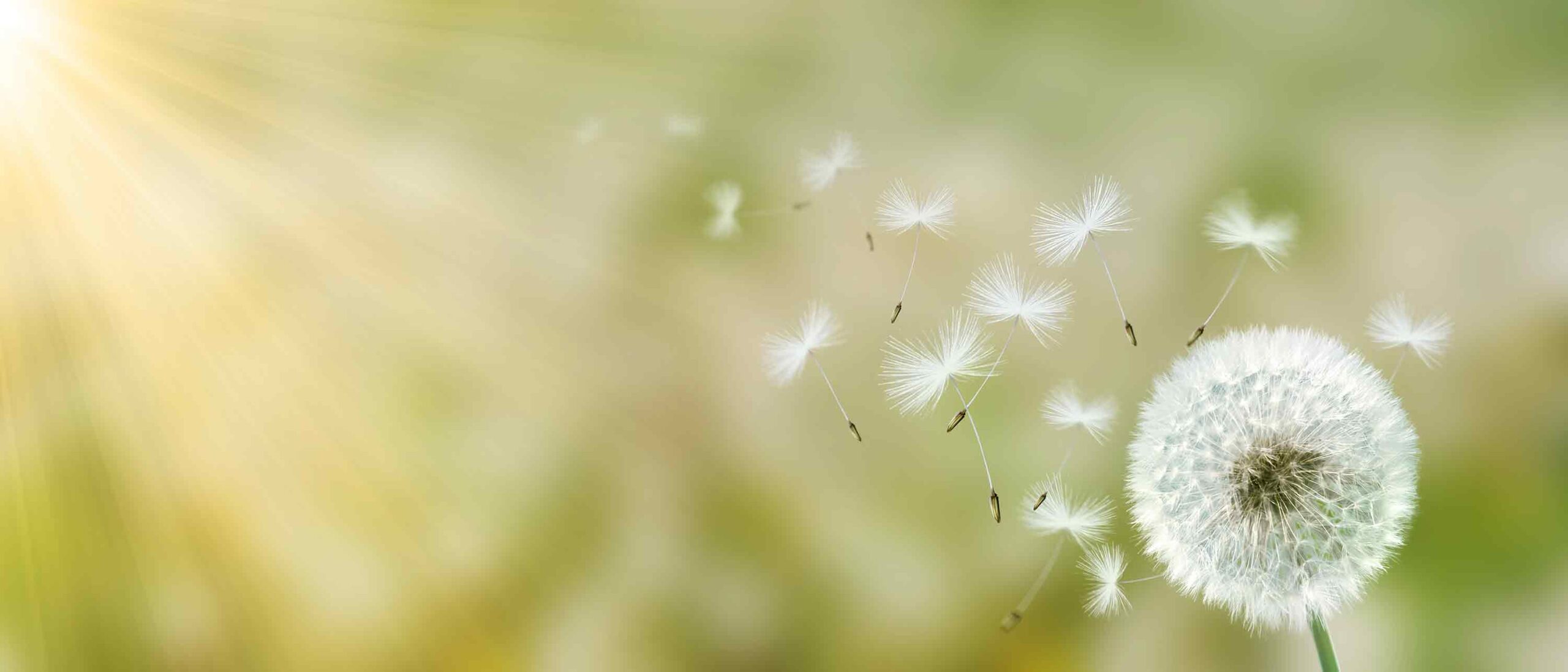 An image that depicts environmental allergies. At the bottom right corner of the composition sits a close up shot of a fluffy dandelion plant with seeds dispersing in the wind. The background is muted and filled with out-of-focus greens and yellows with sunbeams streaming across the photo from the upper left corner.